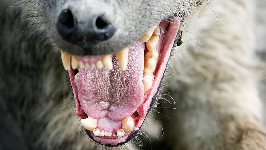„Wie ein Rudel fresswütiger Hyänen“ – Startups und die Kraft der Disruption