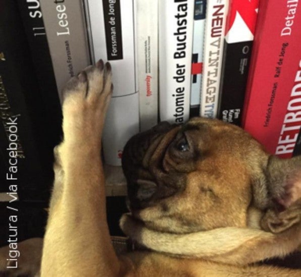 Tierisches Gespür: Graeme gibt schon mal Buchempfehlungen auf Facebook. Tierisches Gespür: Graeme gibt schon mal Buchempfehlungen auf Facebook.