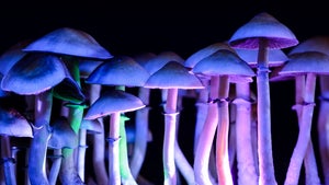 Psychedelische Medizin: Warum Investoren wie Angermayer auf Magic Mushrooms setzen