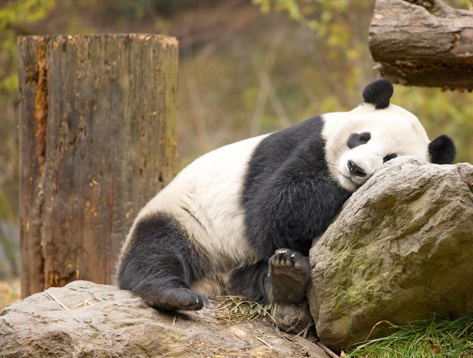 panda