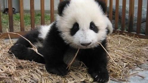 Panda Update: 5 Sünden, die Google jetzt bestraft