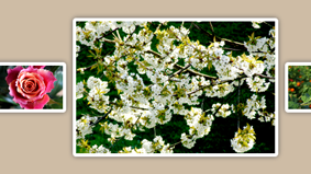 CSS3: Minigalerie mit Zoomfunktion ganz ohne JavaScript CSS3: Minigalerie mit Zoomfunktion ganz ohne JavaScript