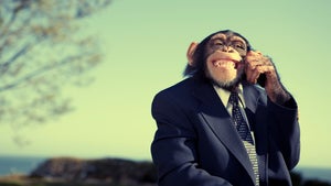Warum uns Business-Affen das Leben unnötig schwer machen [Glosse]