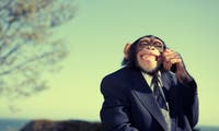 Warum uns Business-Affen das Leben unnötig schwer machen [Glosse]
