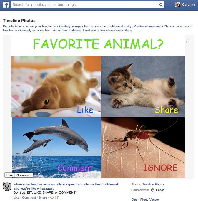 Newsfeed: Facebook ist kein Fan von Memes, Link- und Like-Baiting. (Screenshot: Facebook)