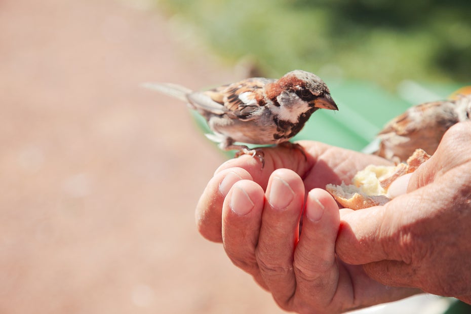 bird in hand