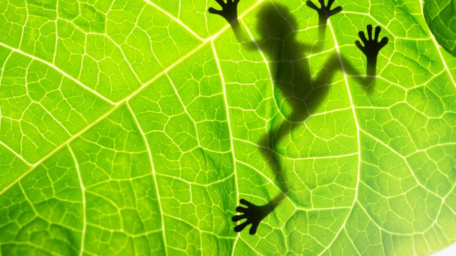 (Foto: Shutterstock) 9 Praxistipps für Screaming Frog: So nutzt du alle Vorteile des SEO-Tools