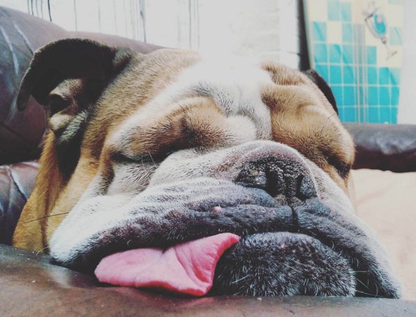 Hermann hat als Bürohund von Beebop Media deutschlandweite Berühmtheit erlangt. Mittlerweile hat er mit #hermannsleeps seinen eigenen Hasthag auf Instagram. (Foto: madbutphat / Instagram)