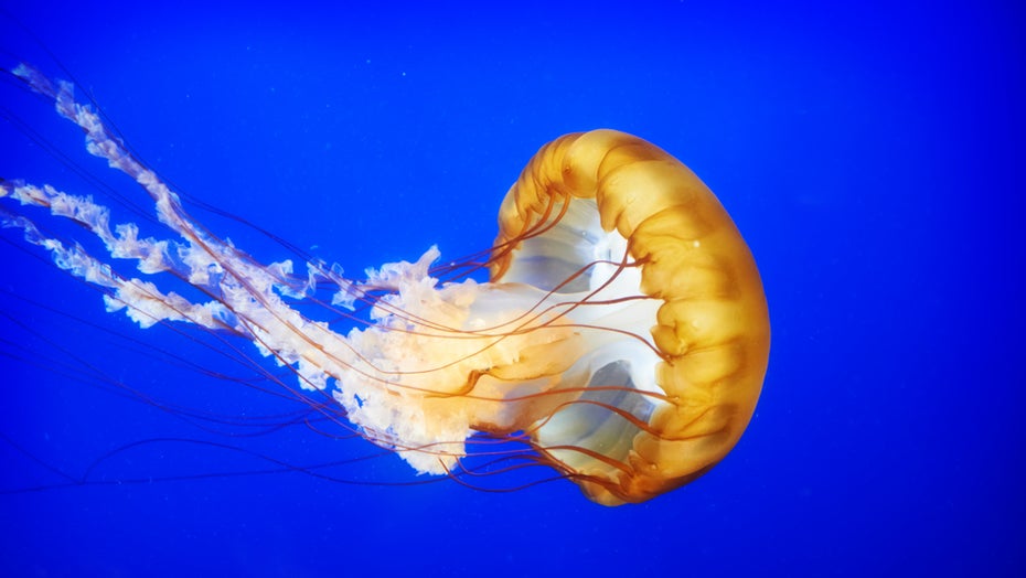 Die Kompassqualle zeichnet sich durch ihre goldbraune Farbe aus. (Symbolfoto: Shutterstock) Wie der Klimawandel den Lebensraum für Quallen vergrößert – und warum das ein Problem ist