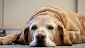 Tiere am Arbeitsplatz: Bürohund soll vor Burnout schützen