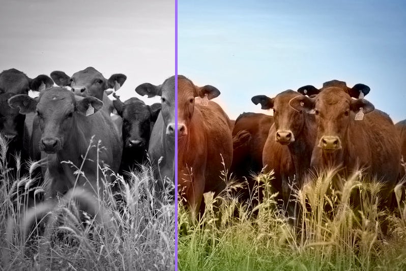 Deep Learning: Dieses Schwarzweißfoto wurde vollautomatisch koloriert. (Screenshot: demos.algorithmia.com)