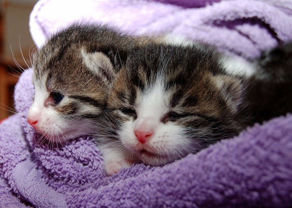 Vorsicht: diese süßen Kätzchen könnten für ein perfides Spiel missbraucht worden sein. (Foto: Pixabay.vom)
