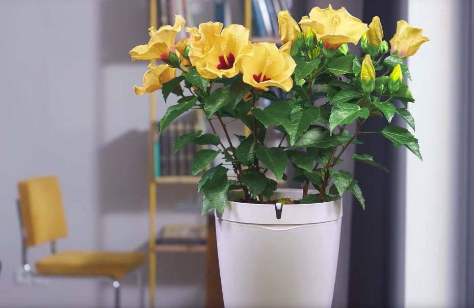 Der Parrot Pot ist ein Blumentopf, der sich automatisch um eure Zimmerpflanzen kümmert. (Foto: Parrot Pot)