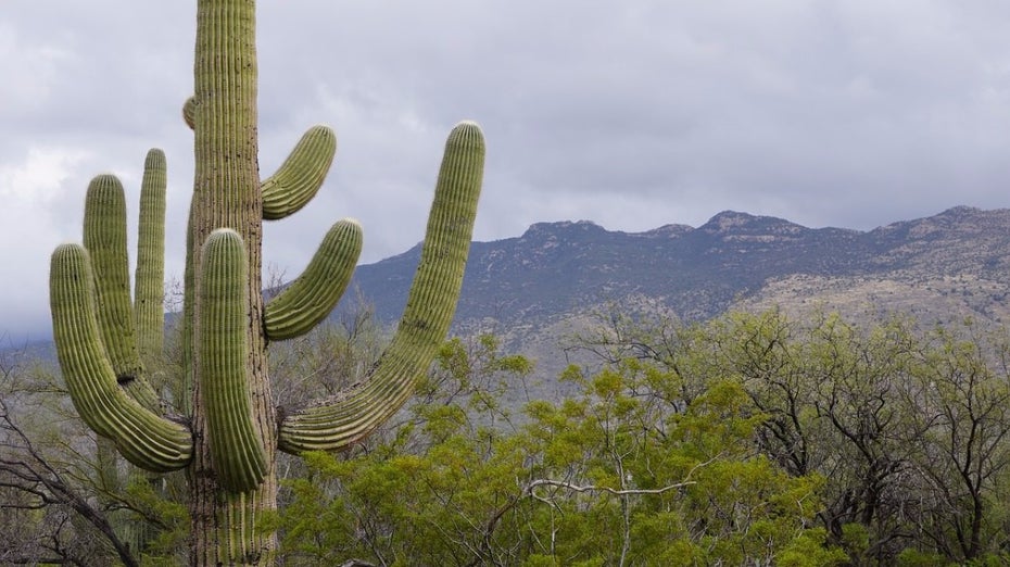 Ebenso wenig wie diesen Kaktus, solltest du bestimmte Personen zu nah an dich heranlassen. (Foto: Pixabay)