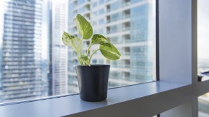Warum die Wahl der Büropflanzen Einfluss auf die Luftqualität hat