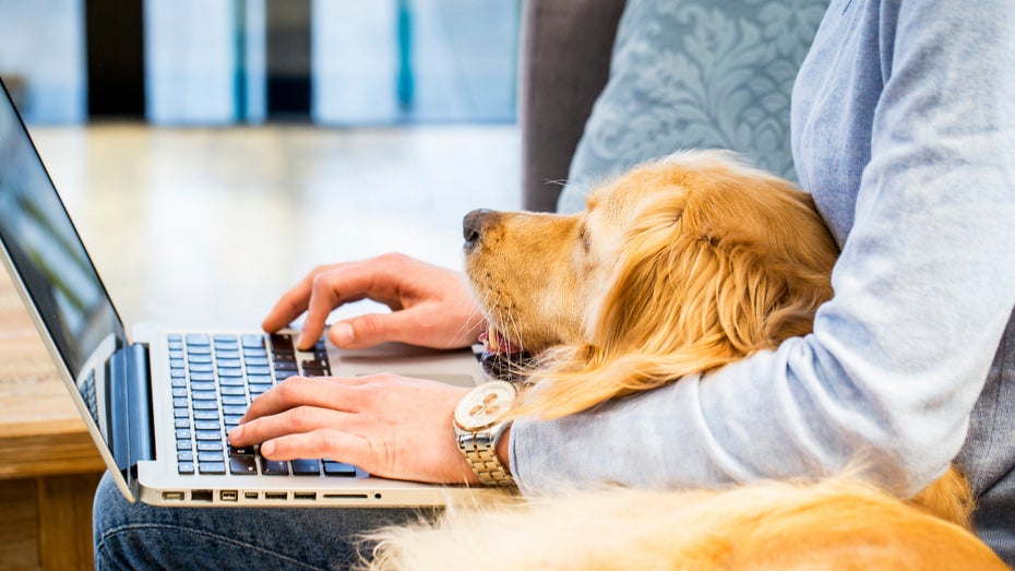 Der Wau-Effekt: Darum solltet ihr über einen Bürohund nachdenken
