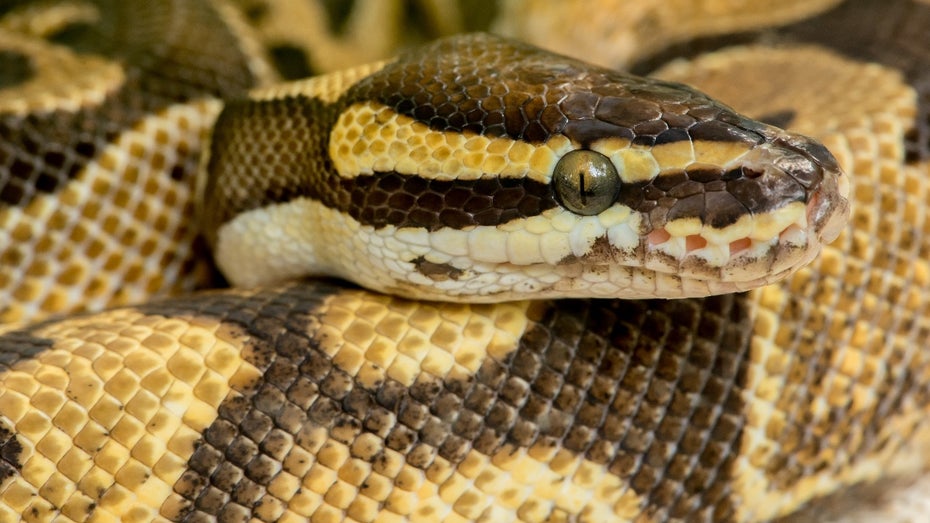 Crash-Kurs mit Python und Machine Learning: Einstieg in Scikit-Learn Crash-Kurs mit Python und Machine Learning: Einstieg in Scikit-Learn