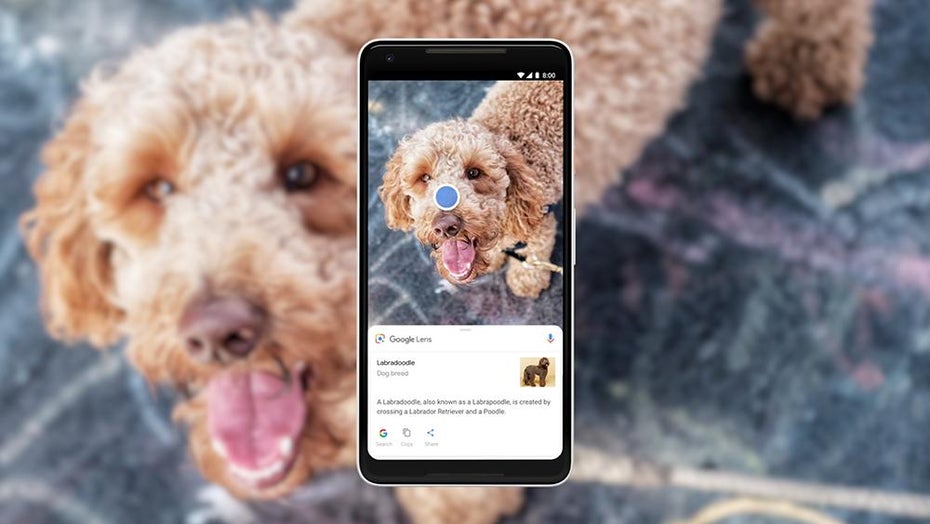 Google Lens erkennt für euch, ob's ein Pudel oder Labradoodle ist. (Bild: Google)