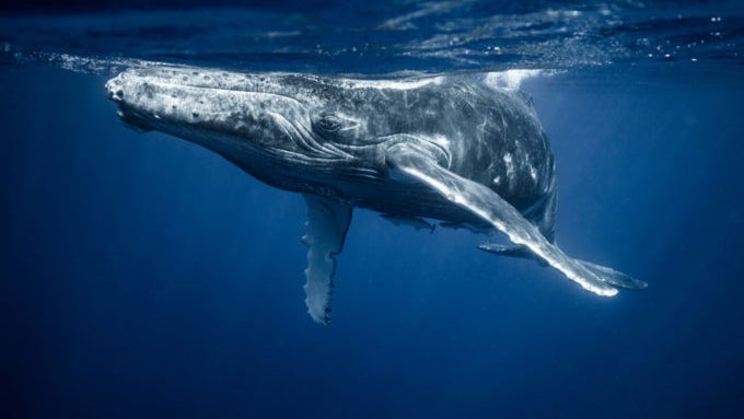 Whale-Watching: Ripple-Wale bewegen über 1 Milliarde XRP-Token