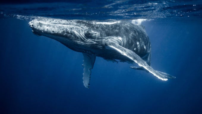 Whale-Watching: Ripple-Wale bewegen über 1 Milliarde XRP-Token Whale-Watching: Ripple-Wale bewegen über 1 Milliarde XRP-Token