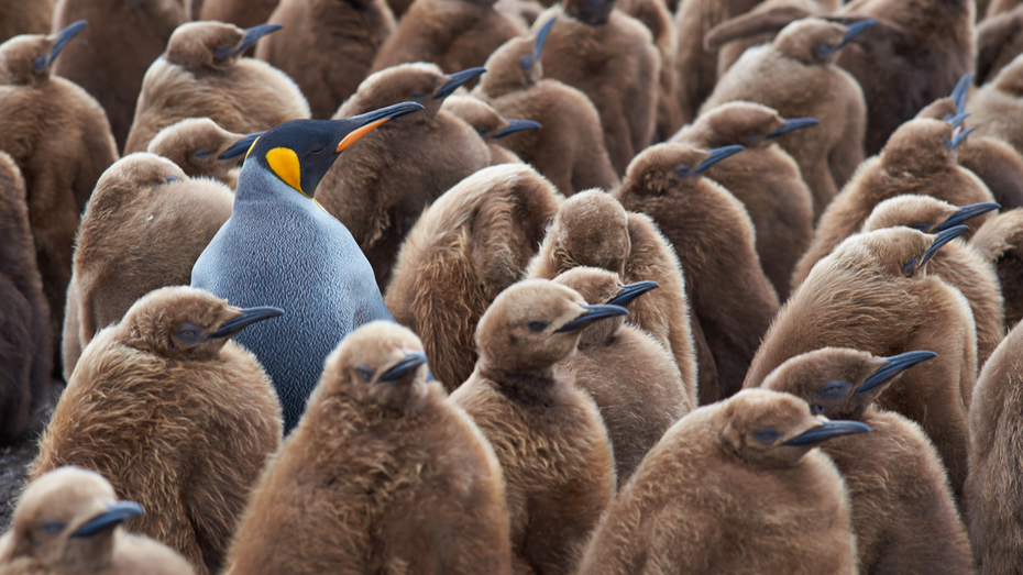 Ein ausgewachsener Pinguin unter Jungtieren – der Job eines Data-Scientist ist es, Anomalien in Daten zu erkennen. (Foto: Shutterstock/Jeremy Richards) Von Python bis SQL: Data-Science-Ressourcen zum Selberlernen