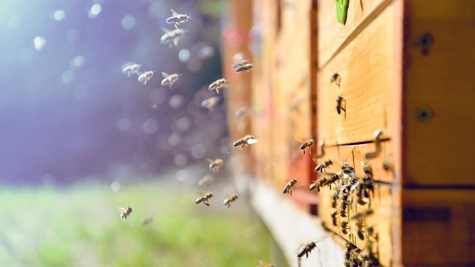 Was wir von Bienen für die digitale Arbeitswelt lernen können