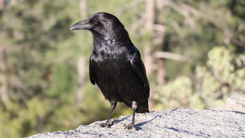 (Foto: Andreas Gamst Laursen / Shutterstock) Express-Alternative Feathers: Das macht das Node.js-Framework anders