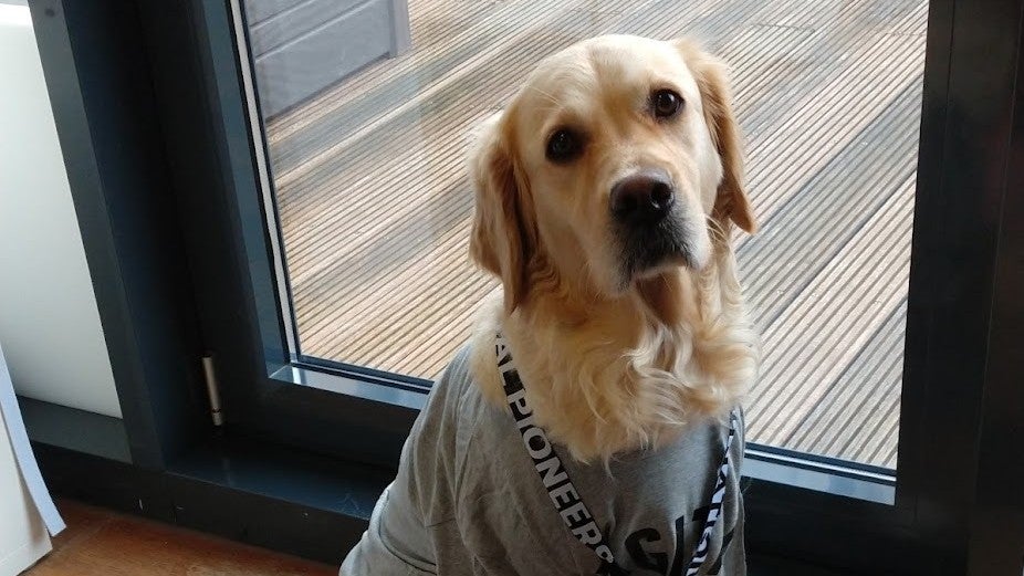 Teambuilding mit Wau-Effekt: Darum solltet ihr über einen Bürohund nachdenken Teambuilding mit Wau-Effekt: Darum solltet ihr über einen Bürohund nachdenken