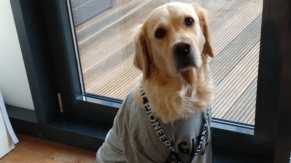 Hund im Büro? Warum das eine richtig gute Idee ist