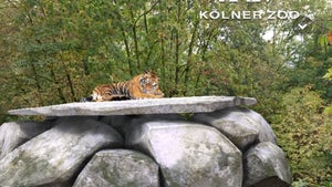 Virtuelle Tiger im Kölner Zoo: So sieht Snapchat-AR-Marketing in der Praxis aus
