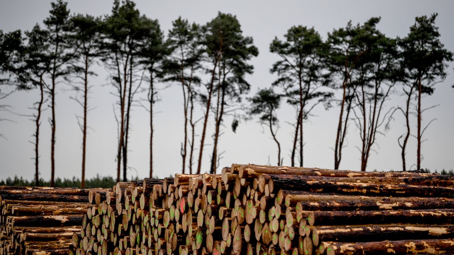 OVG hebt Rodungsstopp auf dem geplanten Tesla-Werksgelände in Grünheide auf OVG hebt Rodungsstopp auf dem geplanten Tesla-Werksgelände in Grünheide auf