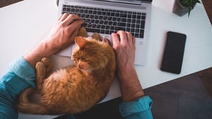 Katze auf der Tastatur? Warum sie da liegt und was du dagegen unternehmen kannst