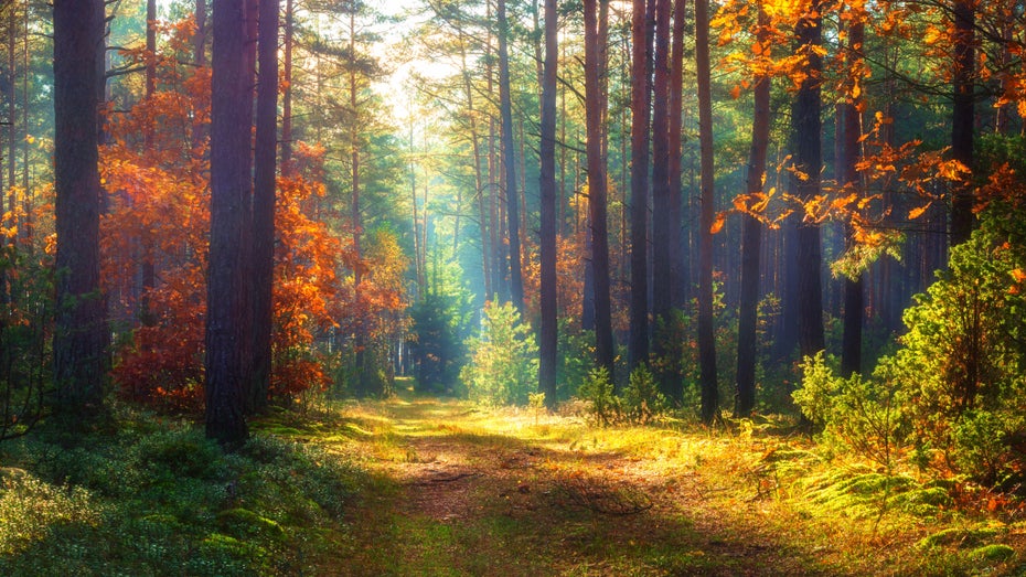 10 Minuten Abschalten: Tree.fm nimmt dich mit in den Wald