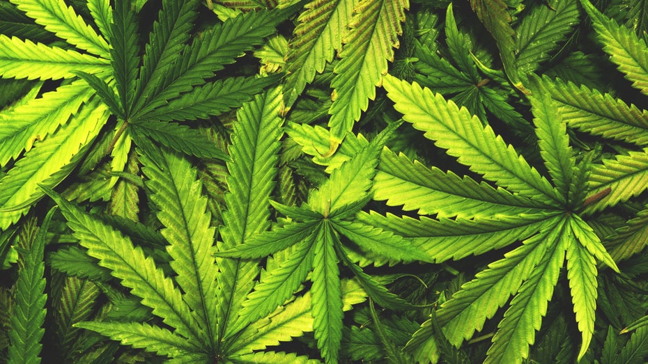 Hanf-Hype: Cannabis-Produkte liegen bei Startups im Trend