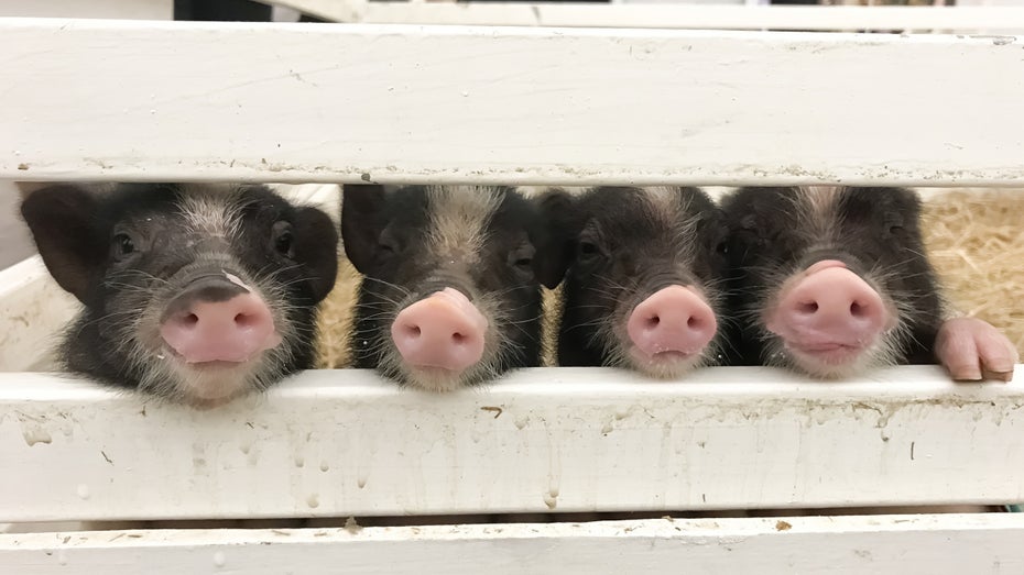 Schweine am Joystick: Studie zeigt verblüffende Ergebnisse Schweine am Joystick: Studie zeigt verblüffende Ergebnisse