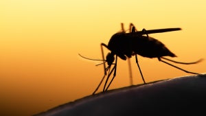 Mit Laserkanone gegen Stechmücken: Raspberry Pi soll es möglich machen