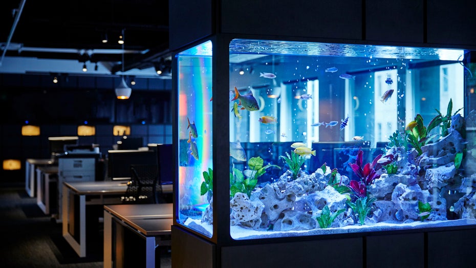 Risikofaktor IoT: Casino durch Aquarium gehackt