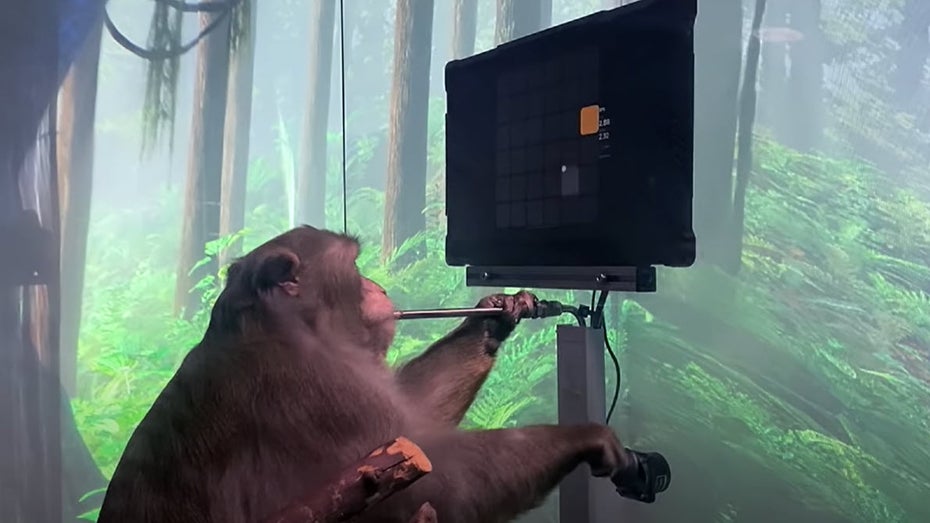 Neuralink: Makake spielt Pong mit seinen Gedanken