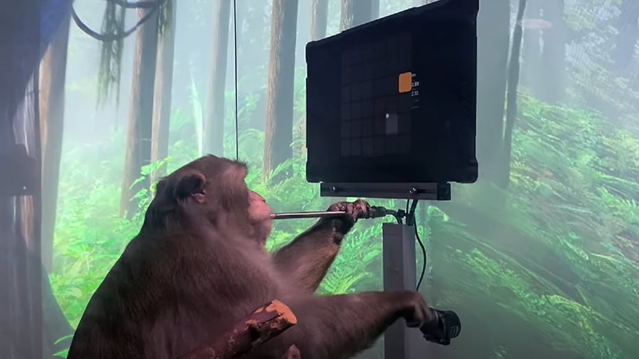 Neuralink: Makake spielt Pong mit seinen Gedanken Neuralink: Makake spielt Pong mit seinen Gedanken