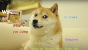 Shiba Inu: Meme-Hund und Dogecoin-Inspiration Kabosu ist schwer krank
