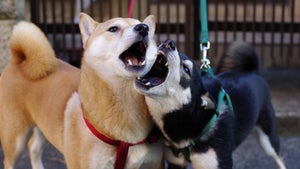 Duell der (S)hitcoins: Dogecoin (DOGE) versus Shiba Inu (SHIB)