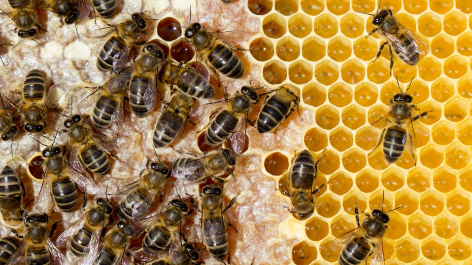 Wissenschaftler trainieren Bienen auf das Coronavirus