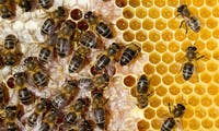 Wissenschaftler trainieren Bienen auf das Coronavirus