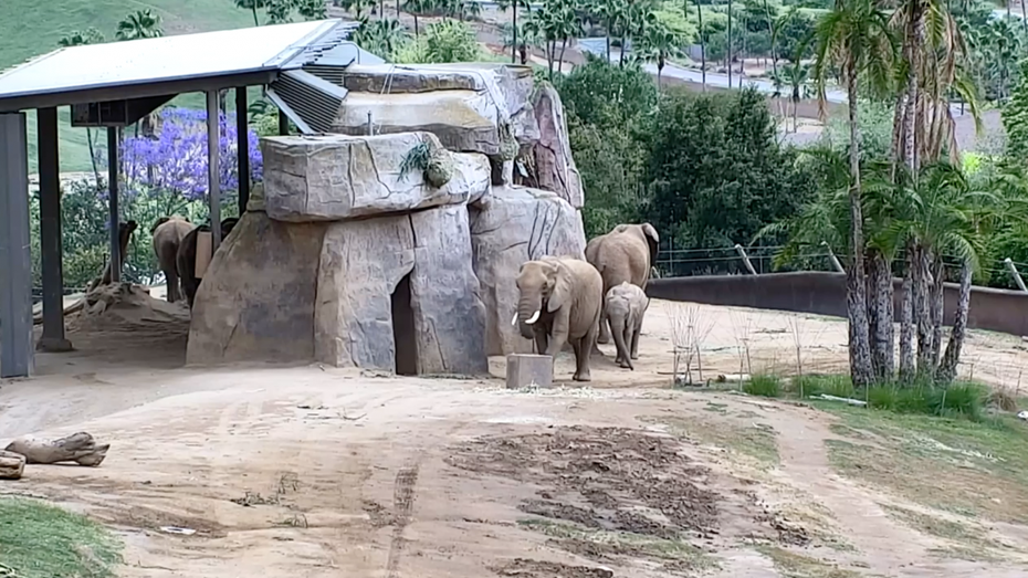 Viele Zoos streamen aus ihren Tiergehegen. Auf Twitch gibt es dafür jetzt eine eigene Kategorie. (Screenshot: Zoo San Diego/t3n) Feelgood-Content: Twitch hat jetzt eine Tierkategorie