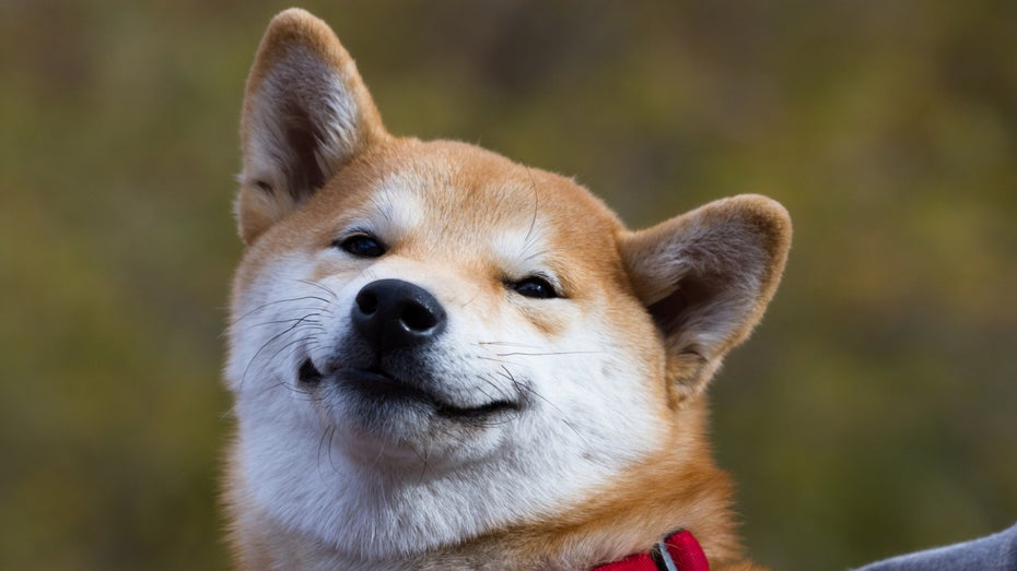 Shiba Inu Coin: Kurs des Meme-Token explodiert – nach einem Musk-Tweet