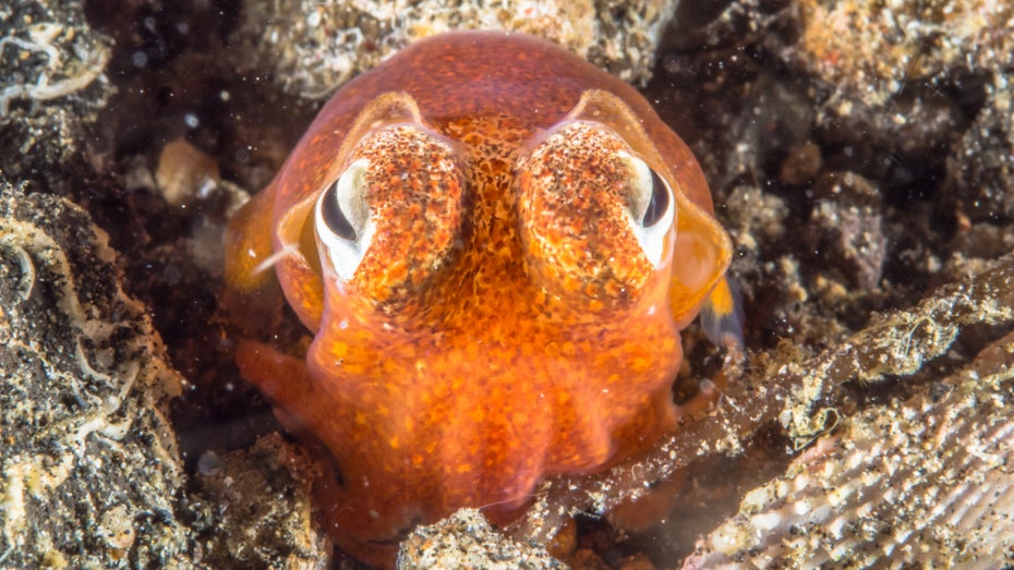 Baby-Tintenfische im All: Das steckt hinter dem neuen Nasa-Projekt