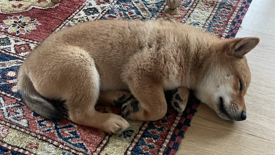 Floki heißt Elon Musks Hund. (Foto: Elon Musk) Elon Musks Welpe treibt Kurs der Kryptowährung Floki Inu in die Höhe