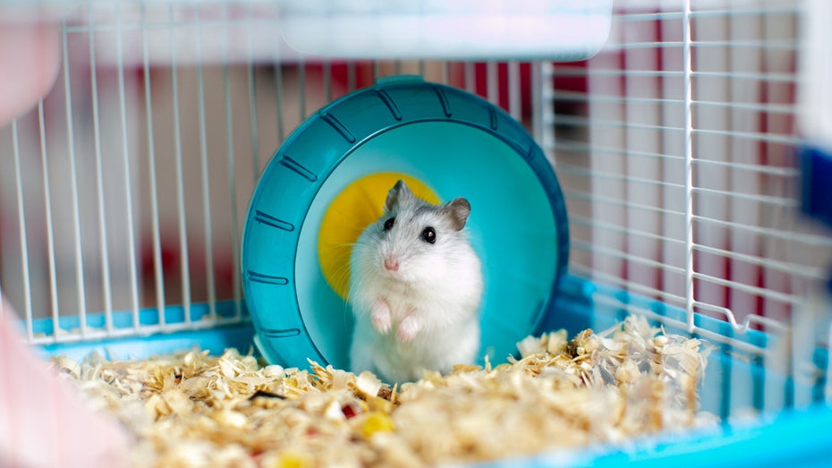 Mr. Goxx: Hamster handelt mit Kryptowährungen und ist erfolgreicher als S&P 500