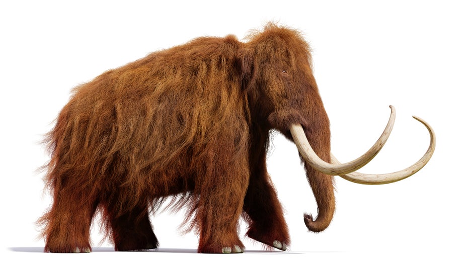 Biotech-Startup will Wollmammut wiederbeleben, um das Klima zu retten Biotech-Startup will Wollmammut wiederbeleben, um das Klima zu retten