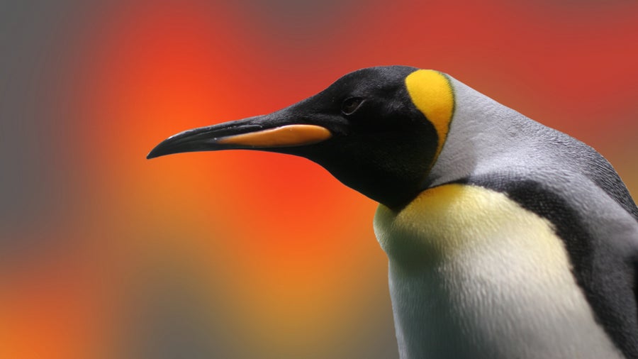 30 Jahre Linux: Dominant und unsichtbar